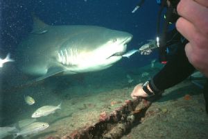 Cuba, Jan.2001. 98 feet. Bull shark. Sea&Sea Motomarine I... by George Tobolewski 